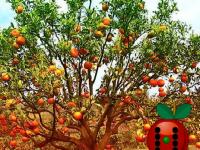 Apple Tree Farm Escape