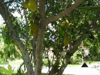 Jack Fruit Land Escape