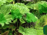 Gunnera Plants Garden Escape