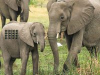 Living Elephant Land Escape